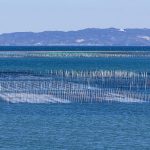 海苔の産地の違いとは？味・香り・特徴をプロ向けに徹底解説